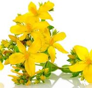 St. John's wort'un gücü uyarması